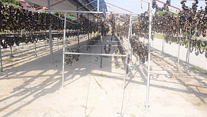 Nazilli'de yapılıyor! Dünyaya ihraç ediliyor