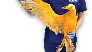 Rengine bakmayın bu bir martı