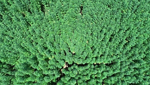 Türkiye bunları bekliyor! Boyları 5 metreyi aştı