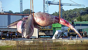 75 tonluk balinayı vinç taşıyamadı