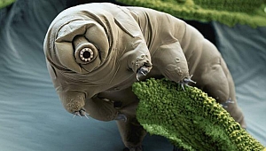 Ay’da su ayısı var