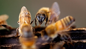 Rusya'nın 30 bölgesinde 300 bin arı kolonisi telef oldu