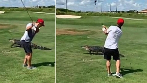 Şaşırtan görüntü! Timsah dibine kadar yaklaştı o ise..