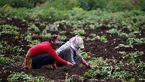 FAO'dan Türkiye'deki tarım uygulamalarına övgü