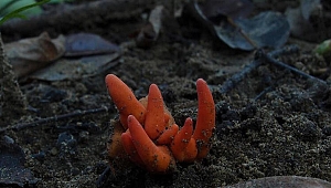 Beyin yiyen zehirli mantar bulundu