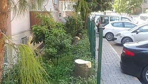 CHP'li Küçükçekmece Belediye Ağaçları katletti