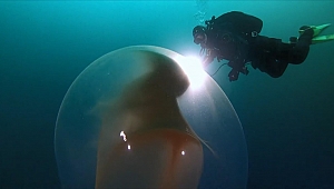 Dev kalamar yumurtası görenleri şaşırtıyor