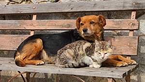 “Devlet hayvan hastaneleri lüks değil ihtiyaç”