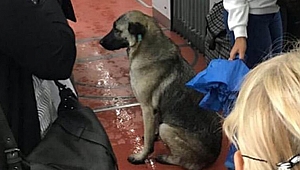 Sosyal medya bu fotoğrafı konuştu! Yağmurdan kaçıp tramvaya bindi