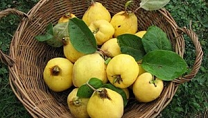 Öksürük, Bronşit, Nefes Darlığı ve Astım İçin Doğal Çare