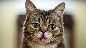 İnternet fenomeni kedi Lil Bub öldü