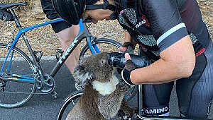 Sıcakta susuz kalan koalanın yardımına bisikletçiler yetişti