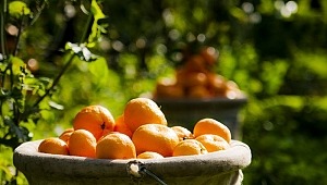 Ege’den taze meyve sebze ihracatında yüzde 68’lik artış