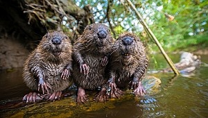 Hazır mısınız? Casuslar geri dönüyor...