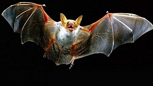  İsrail'de büyük panik! ölü yarasa sürüleri, bulundu.