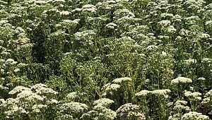 Türk kekiğini yabancı otlardan ayıklamak için büyük güç birliği