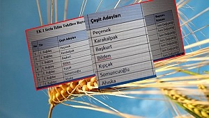 Buğdaylara Türk Boylarının İsmi Verilmişti! Değiştiriyorlar