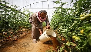 Gazze’de Korona Nedeniyle Çiftçilere 1 Milyon Dolar Yardım