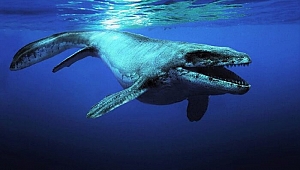 68 milyon yıllık fosil yumurta bir mosazora ait olabilir!