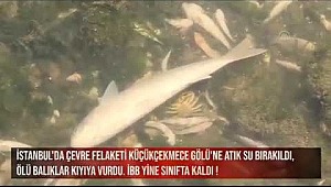 Haliç'ten sonra Küçükçekmece Gölü'nde toplu balık ölümlerinin nedeni ne? İstanbul 25 yıl öncesi nemi dönüyor?