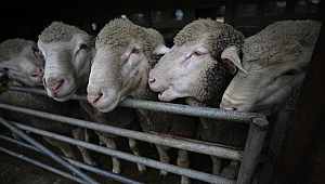 Van'dan Katar'a küçükbaş hayvan ihracatı