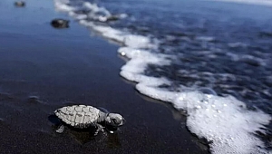 Bilim insanları açıkladı! Yeni bir okyanus oluşuyor