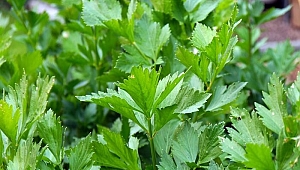 Cildi güzelleştiriyor, kemikleri güçlendiriyor! O bitkinin suyunu içerseniz...