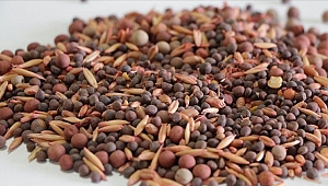 Üreticilere yüzde 75 hibe desteğiyle 6 bin 100 ton tohum dağıtıldı