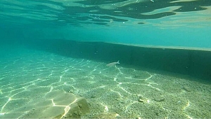 Bodrum'da şaşkına çeviren görüntü sonrası harekete geçildi