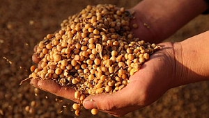 Soya fasulyesi üreticileri 2022’nin hasadını satmaya başladı!