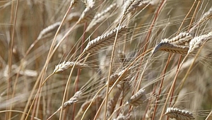 TÜİK’in, ‘tarım sektörü büyüdü’ açıklamasını oda başkanları yorumladı