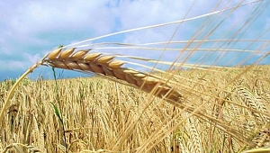 Ülke ithalata muhtaç kalır