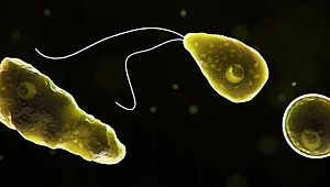 ABD’de beyin yiyen amip paniği: İçme suyunda bulundu
