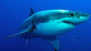 Corona virüsü aşısıyla ilgili çarpıcı iddia: Yarım milyon köpek balığı katledilebilir