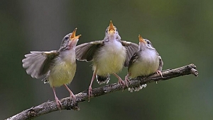 Corona virüsü onları da etkiledi! Kuşların ötüşü değişti