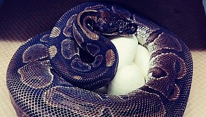 En az 15 yıldır çiftleşmiyordu… 62 yaşındaki pitondan 7 yumurta