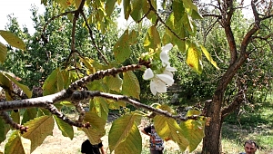 Eylül'de çiçek açan kiraz ağacı şaşırttı