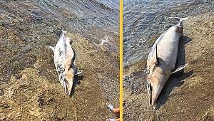 Kıyıya vuran ölü yunus turistleri şoke etti