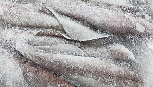 Rusya’dan Çin’e gönderilen donmuş kalamarda Covid-19 çıktı