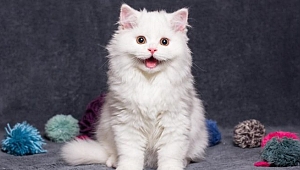 Bilim insanları açıkladı: Kedilerle iyi anlaşma yolunu bulduk