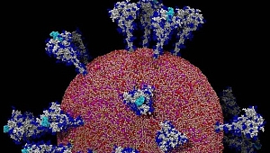Corona virüsünün insan hücrelerine verdiği zarar ilk kez görüntülendi