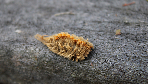 En zehirli tırtıllardan biri: Sosyal mesafe koyun