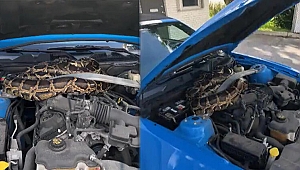 Görenler inanamadı! ABD’de lüks aracın kaputundan 3 metrelik dev piton çıktı