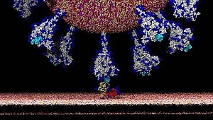 İlk kez bu kadar net görüldü! İşte koronavirüsün insan hücresine girdiği an