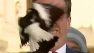 Muhabir canlı yayında neye uğradığını şaşırdı