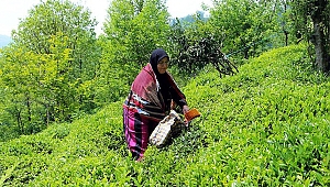 Türk çayına Belçika'dan yoğun ilgi