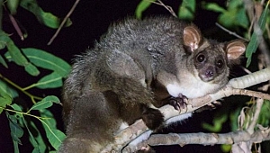 Avustralya’da iki yeni uçan keseli türü keşfedildi