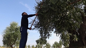 Corana, zeytin hasadını vurdu