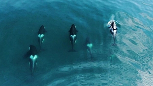 Köpek balığı turizmine ‘katil balina’ darbesi