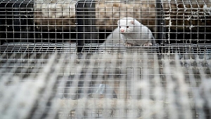 Mutant koronavirüs şimdiden 220 kişiyi hasta etti!